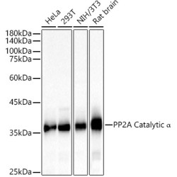 PP2A Catalytic α Rabbit pAb