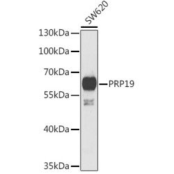 PRP19 Rabbit pAb