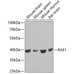 RAE1 Rabbit pAb