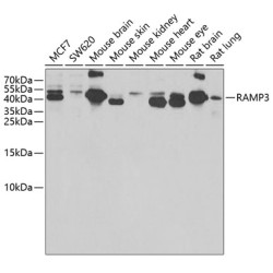 RAMP3 Rabbit pAb