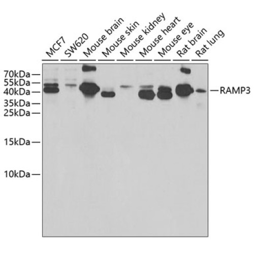 RAMP3 Rabbit pAb