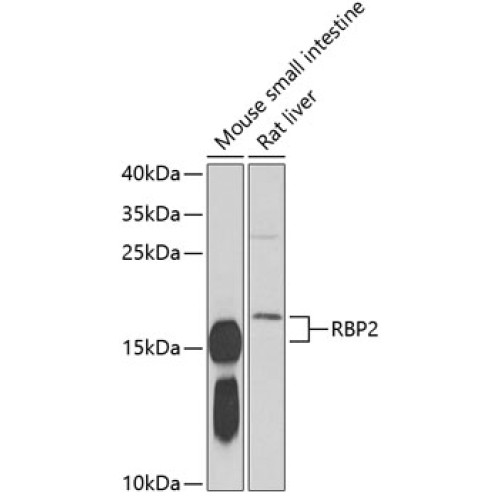 RBP2 Rabbit pAb