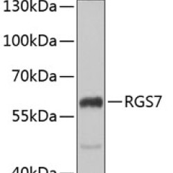 RGS7 Rabbit pAb