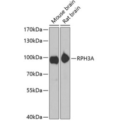 RPH3A Rabbit pAb