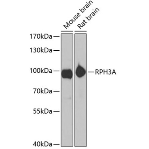 RPH3A Rabbit pAb