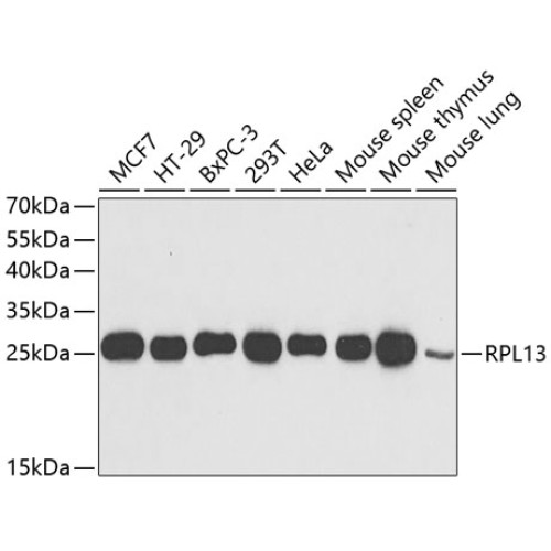 RPL13 Rabbit pAb