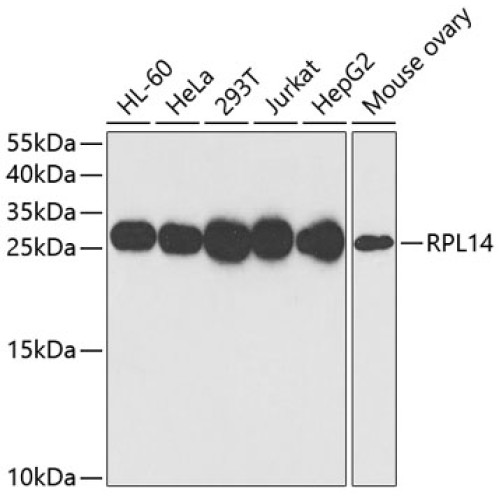 RPL14 Rabbit pAb