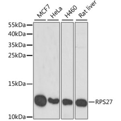 RPS27 Rabbit pAb