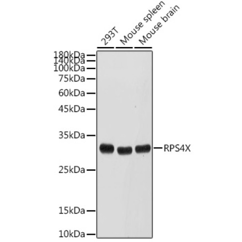 RPS4X Rabbit pAb