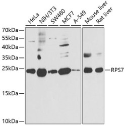RPS7 Rabbit pAb