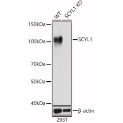 [KO Validated] SCYL1 Rabbit pAb