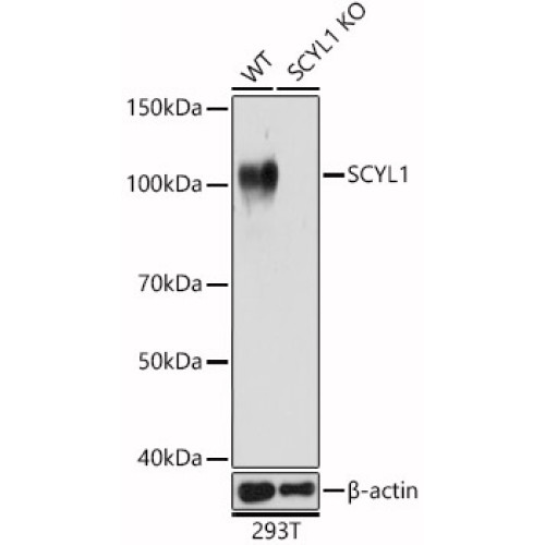 [KO Validated] SCYL1 Rabbit pAb