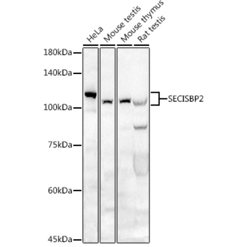 SECISBP2 Rabbit pAb