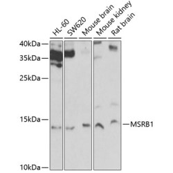 MSRB1 Rabbit pAb