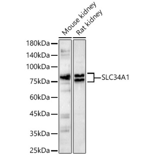 SLC34A1 Rabbit pAb