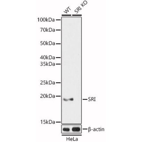 [KO Validated] SRI Rabbit pAb