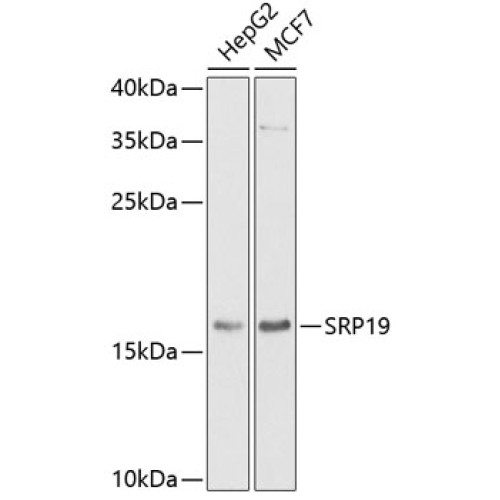 SRP19 Rabbit pAb