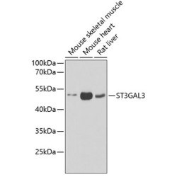 ST3GAL3 Rabbit pAb