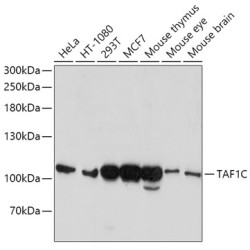 TAF1C Rabbit pAb