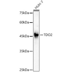 TDO2 Rabbit pAb