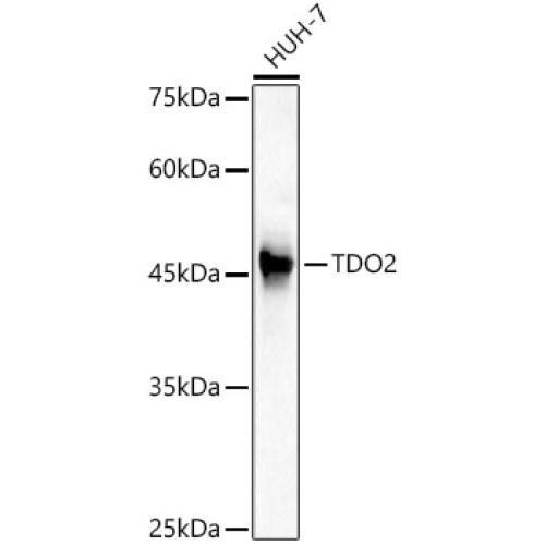 TDO2 Rabbit pAb