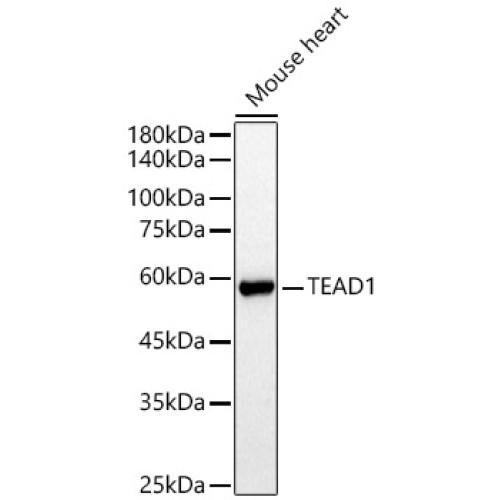 TEAD1 Rabbit pAb
