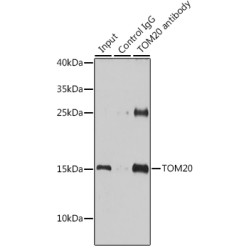 TOM20 Rabbit pAb