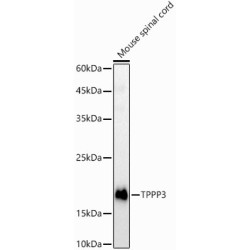 TPPP3 Rabbit pAb