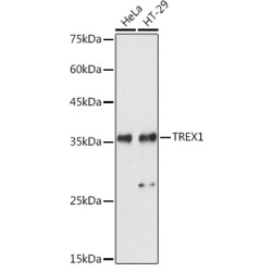 TREX1 Rabbit pAb