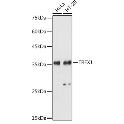 TREX1 Rabbit pAb