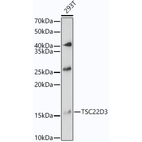 TSC22D3 Rabbit pAb