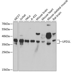 UFD1L Rabbit pAb