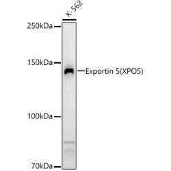 Exportin 5 (XPO5) Rabbit pAb