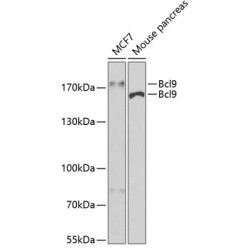 Bcl9 Rabbit pAb