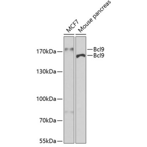 Bcl9 Rabbit pAb