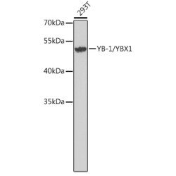 YB-1/YBX1 Rabbit pAb
