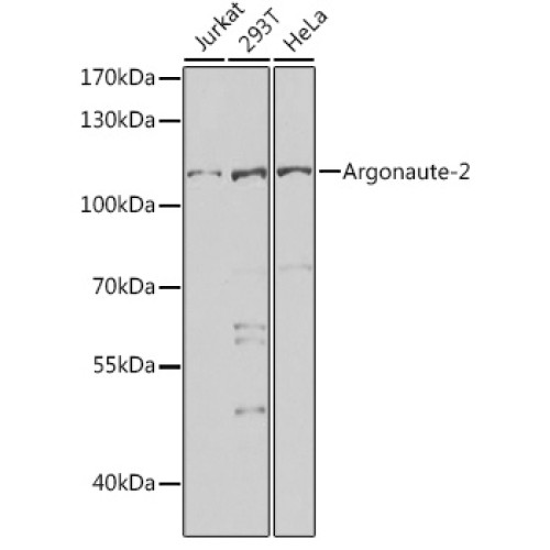 Argonaute-2 Rabbit pAb