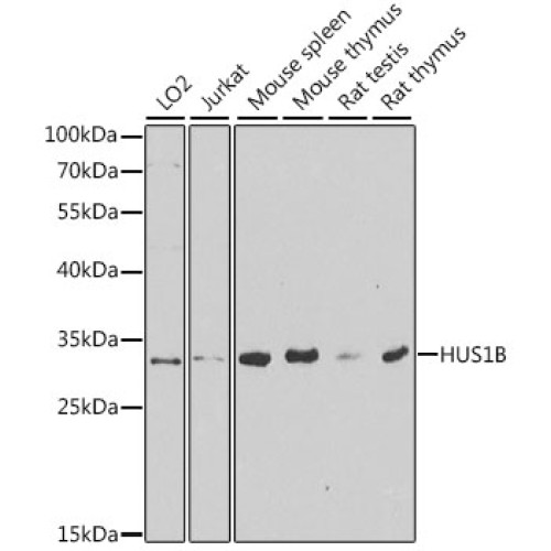 HUS1B Rabbit pAb