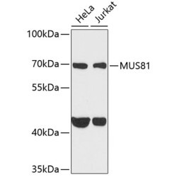 MUS81 Rabbit pAb
