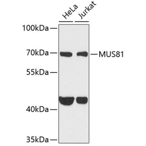 MUS81 Rabbit pAb