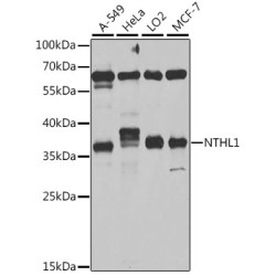 NTHL1 Rabbit pAb