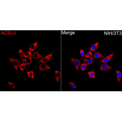 ACSL4 Rabbit pAb