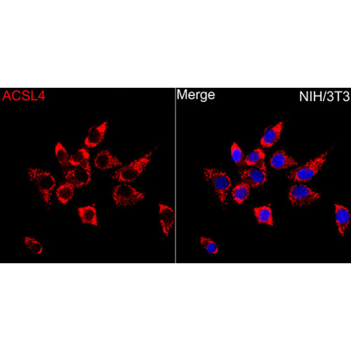 ACSL4 Rabbit pAb