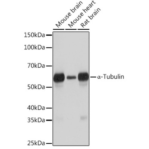 α-Tubulin Rabbit mAb