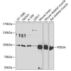 PDE5A Rabbit pAb
