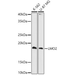 LMO2 Rabbit mAb
