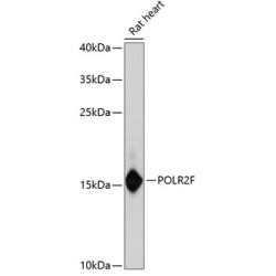 POLR2F Rabbit pAb