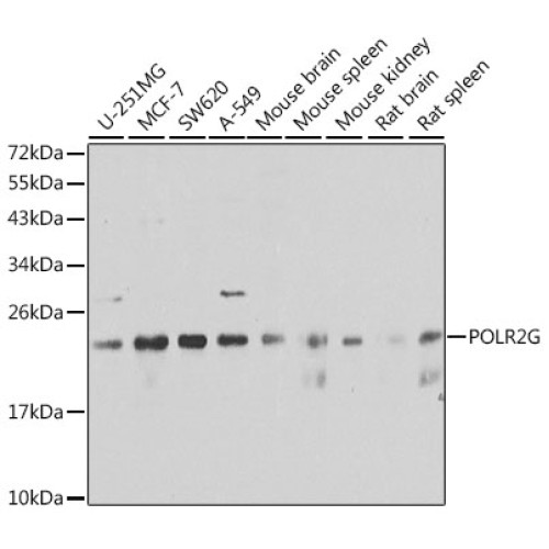 POLR2G Rabbit pAb