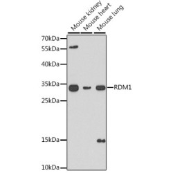 RDM1 Rabbit pAb