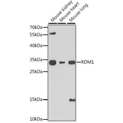 RDM1 Rabbit pAb